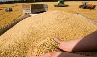 Toptan Buğday ve Mısır Alımlarımız Başlamıştır