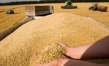 Toptan Buğday ve Mısır Alımlarımız Başlamıştır