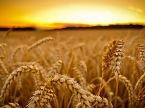 Buğday Alım Satımı