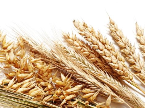 Buğday Alım Satımı
